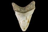 Fossil Megalodon Tooth - North Carolina #109670-1
